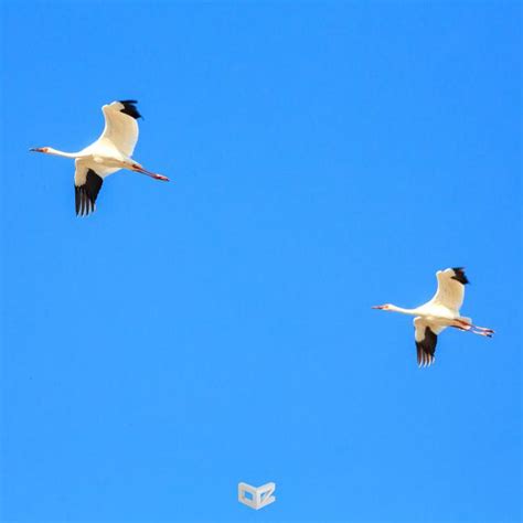 白鶴圖|百鶴圖